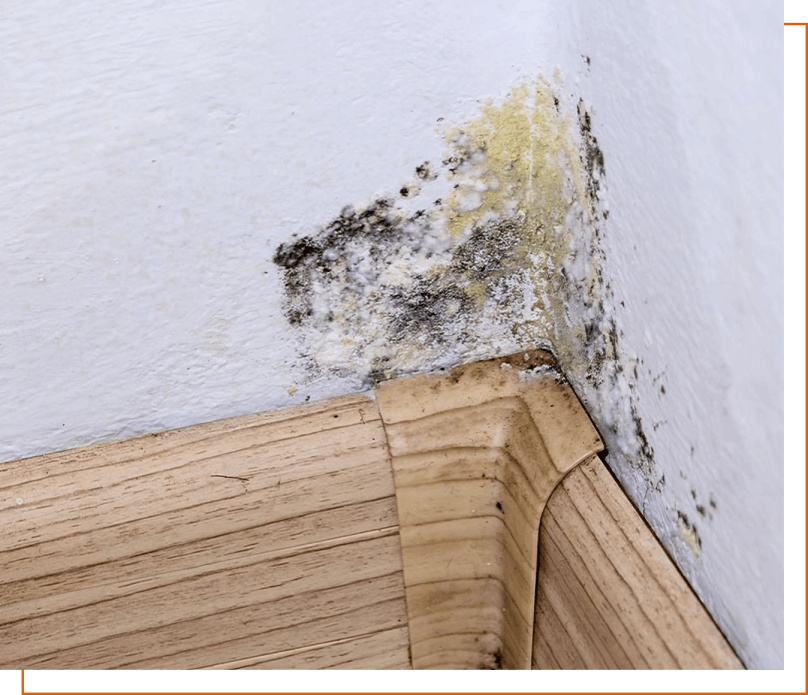 A wall with black mold growing on it.